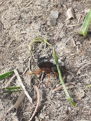 Staphylinus dimidiaticornis