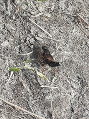 Staphylinus dimidiaticornis