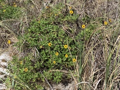 Helianthus debilis image