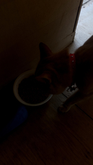 Felis catus