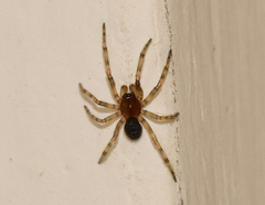 Enoplognatha thoracica