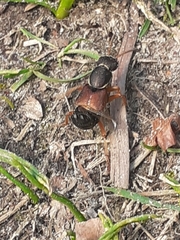 Staphylinus dimidiaticornis