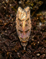 Heterocrossa iophaea