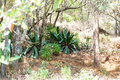 Agave atrovirens atrovirens