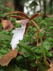 Rhynchostele stellata