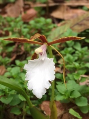 Rhynchostele stellata