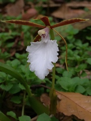 Rhynchostele stellata