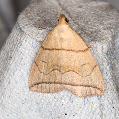 Herminia grisealis