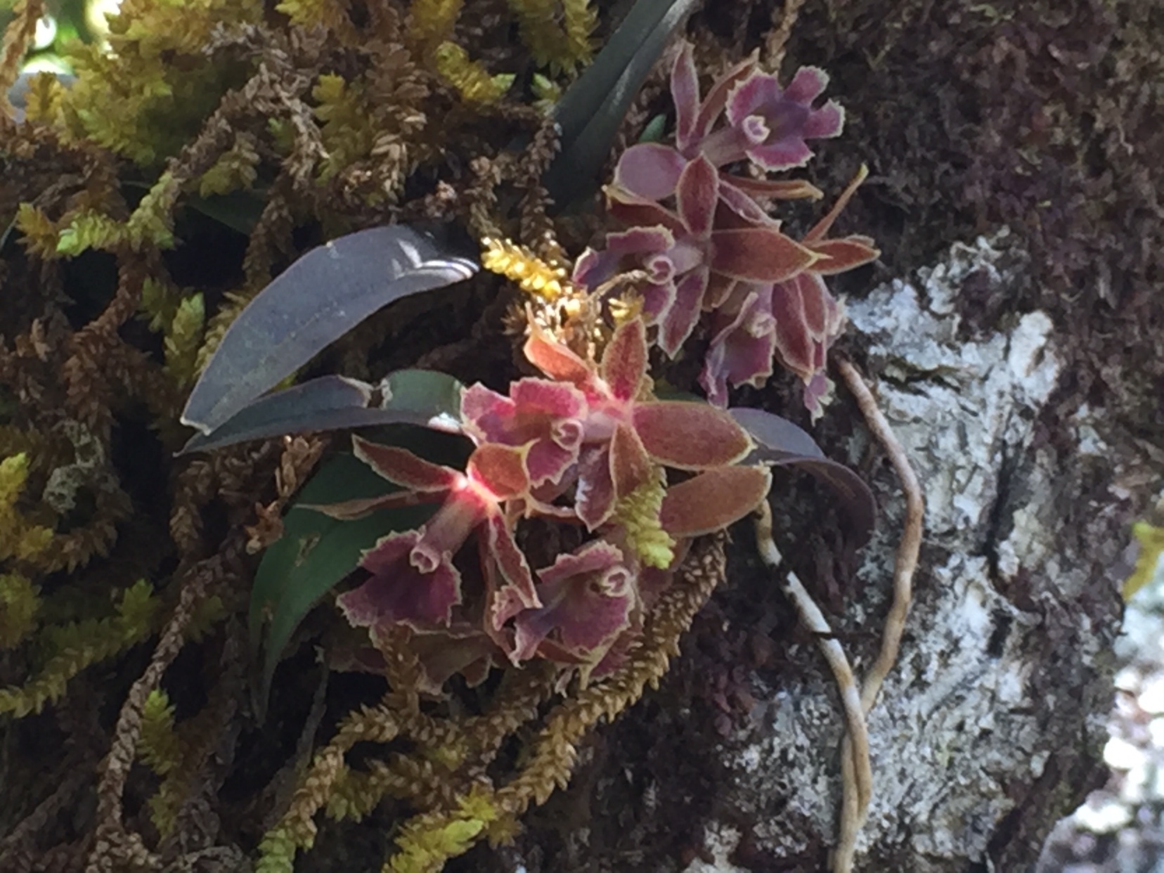 Epidendrum microcharis Rchb.f.