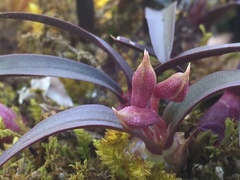 Epidendrum microcharis