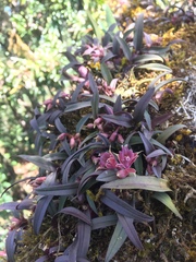 Epidendrum microcharis