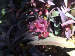 Epidendrum microcharis
