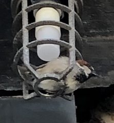 Passer domesticus