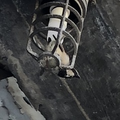 Passer domesticus