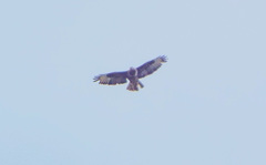 Buteo buteo