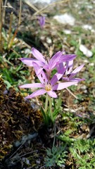 Colchicum cupanii