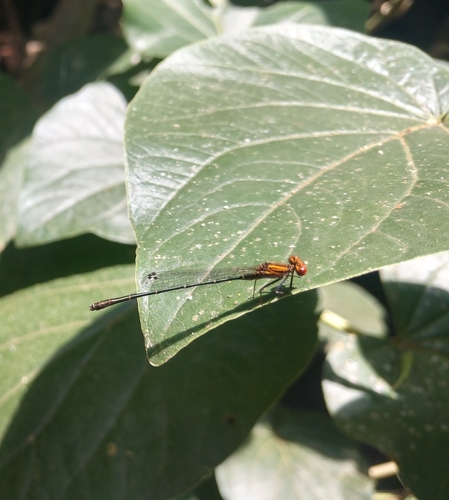 Tigriagrion aurantinigrum