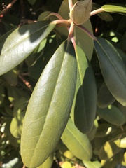 Rhododendron