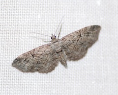 Eupithecia interruptofasciata