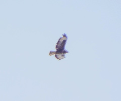 Buteo buteo