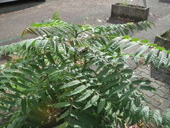Ailanthus altissima