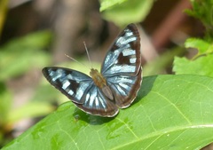 Dynamine postverta postverta