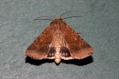 Helicoverpa armigera conferta