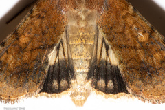 Helicoverpa armigera conferta