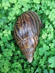 Cochlitoma granulata