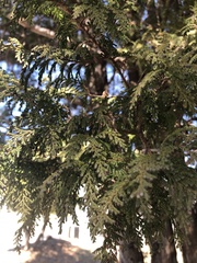 Thuja