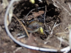Tandonia budapestensis