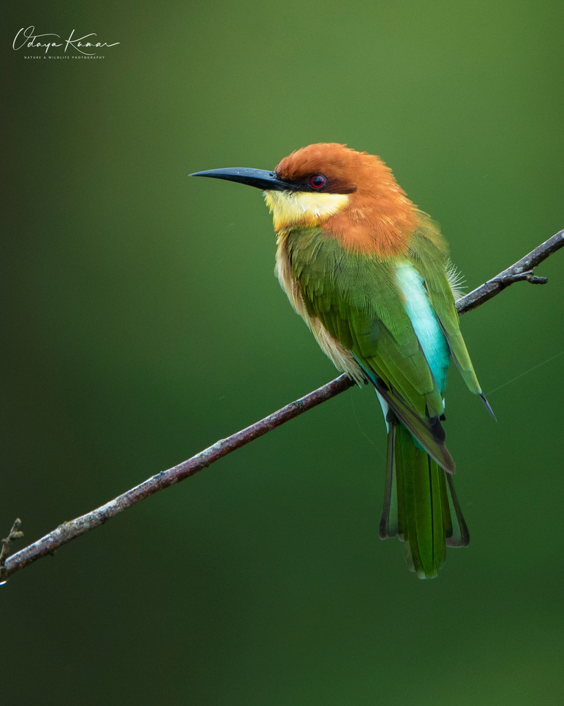 Chestnut-headed Bee-eater photo