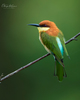 Chestnut-headed Bee-Eater - Photo (c) Udaya Kumar, some rights reserved (CC BY-NC), uploaded by Udaya Kumar