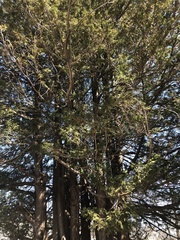 Thuja