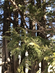 Thuja