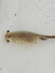 Eubranchipus oregonus