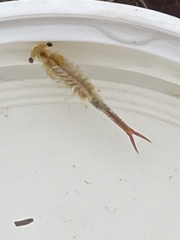 Eubranchipus oregonus