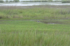 Himantopus himantopus