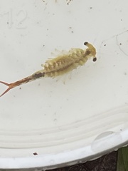 Eubranchipus oregonus