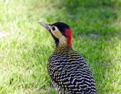 Colaptes melanochloros