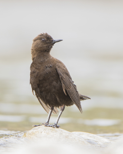 Brown Dipper