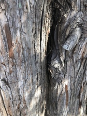 Thuja