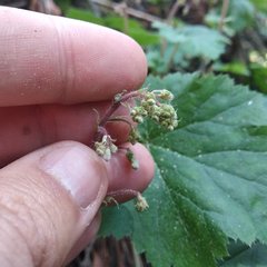 Heuchera longipetala orizabensis