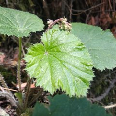 Heuchera longipetala orizabensis
