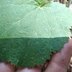 Heuchera longipetala orizabensis