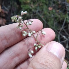 Heuchera longipetala orizabensis