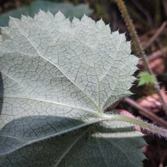 Heuchera longipetala orizabensis