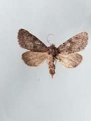 Lasionycta perplexa