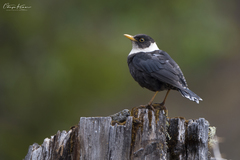 Turdus albocinctus