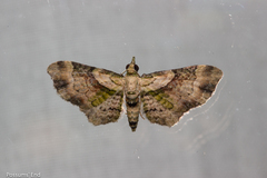 Chloroclystis sphragitis